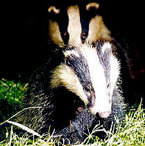 Fund raising for save forest.