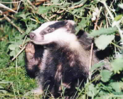 Fund raising for save forest.