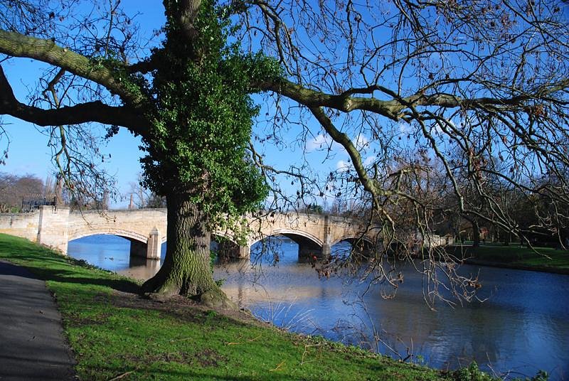 Fund raising for save forest.